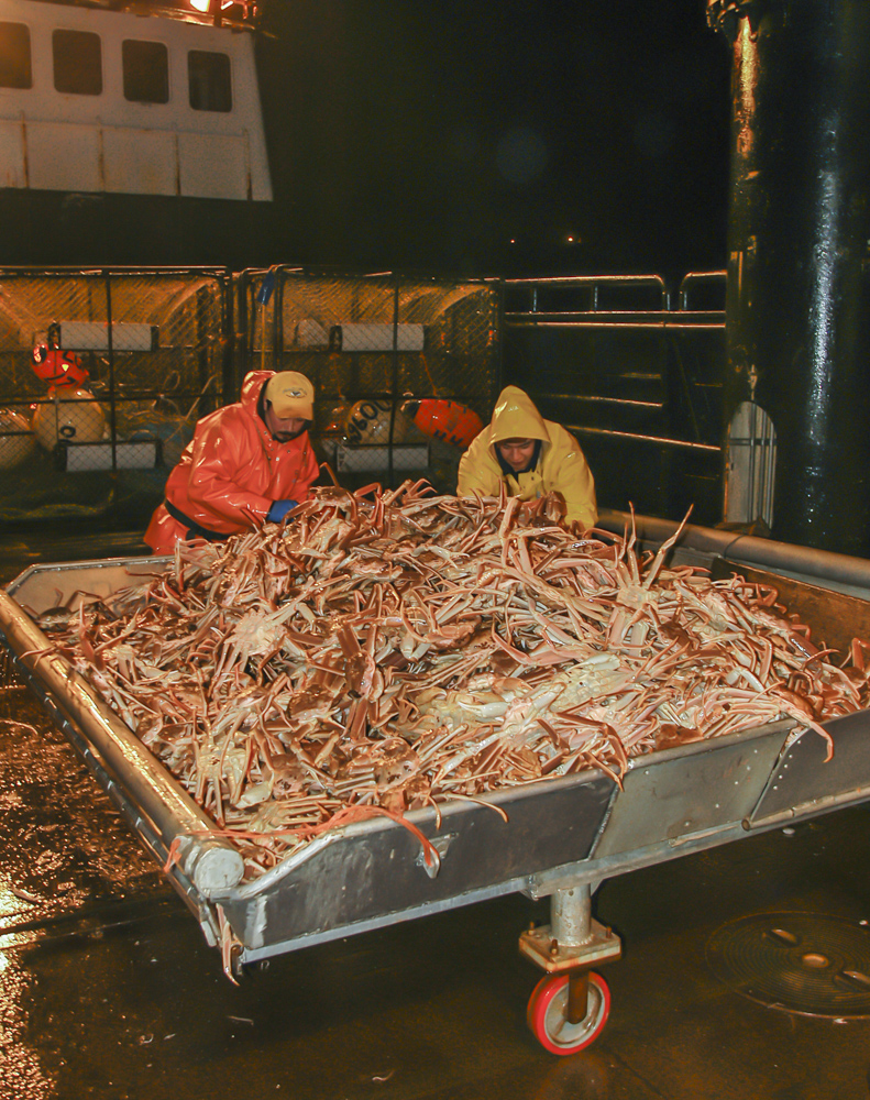 Crab boat sorting opilio crab in Alaska