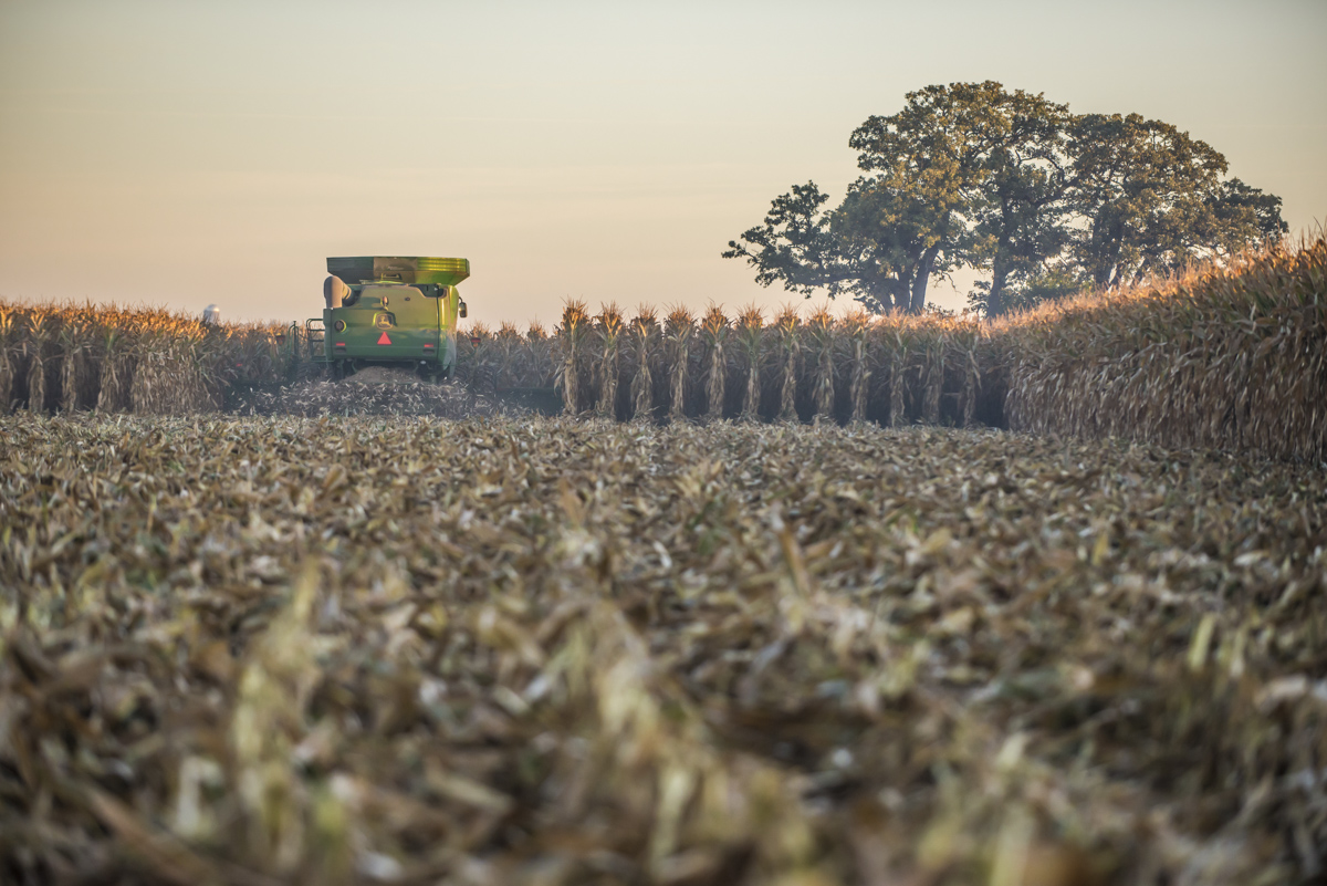 Photo of Combine harvesting corn