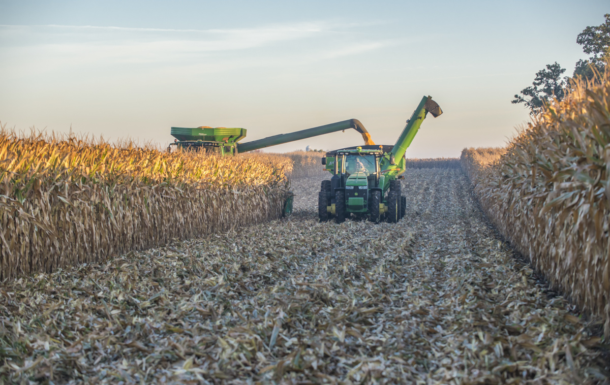 Combines in corn field