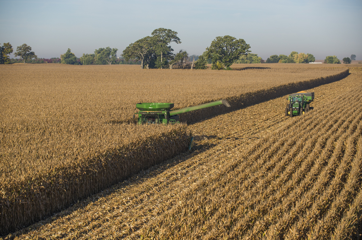 Farmers working in a field of corn
