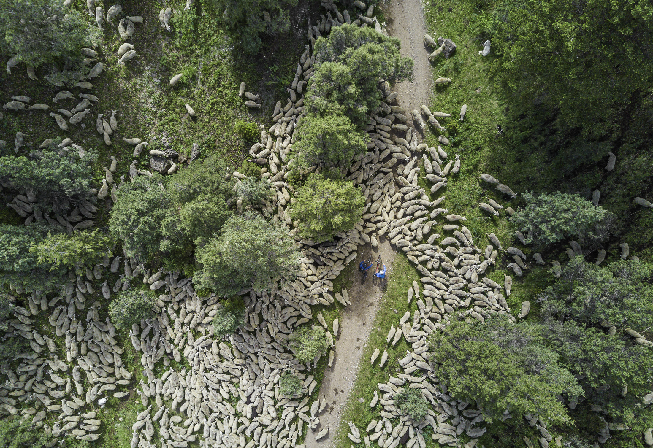 Herding sheep in Idaho