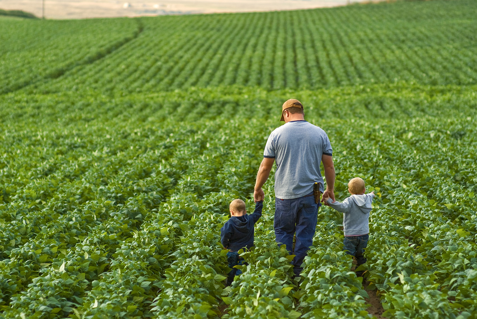 A farmer walks through his field