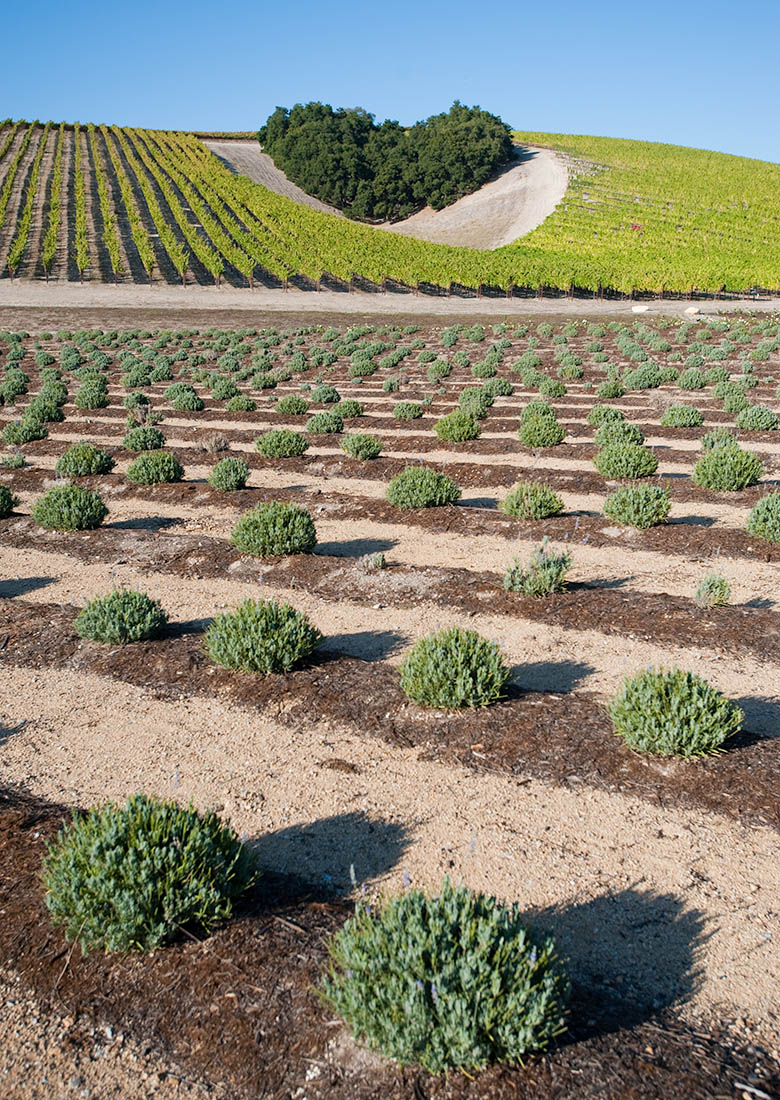 Paso Robles winery