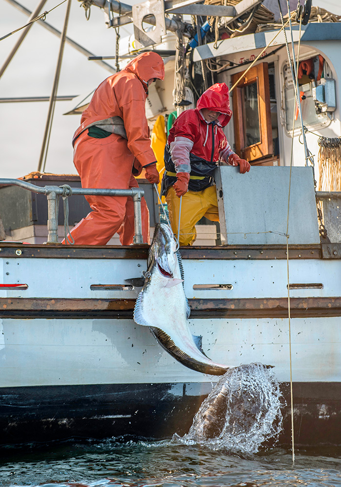 Alaska commercial halibut fishing