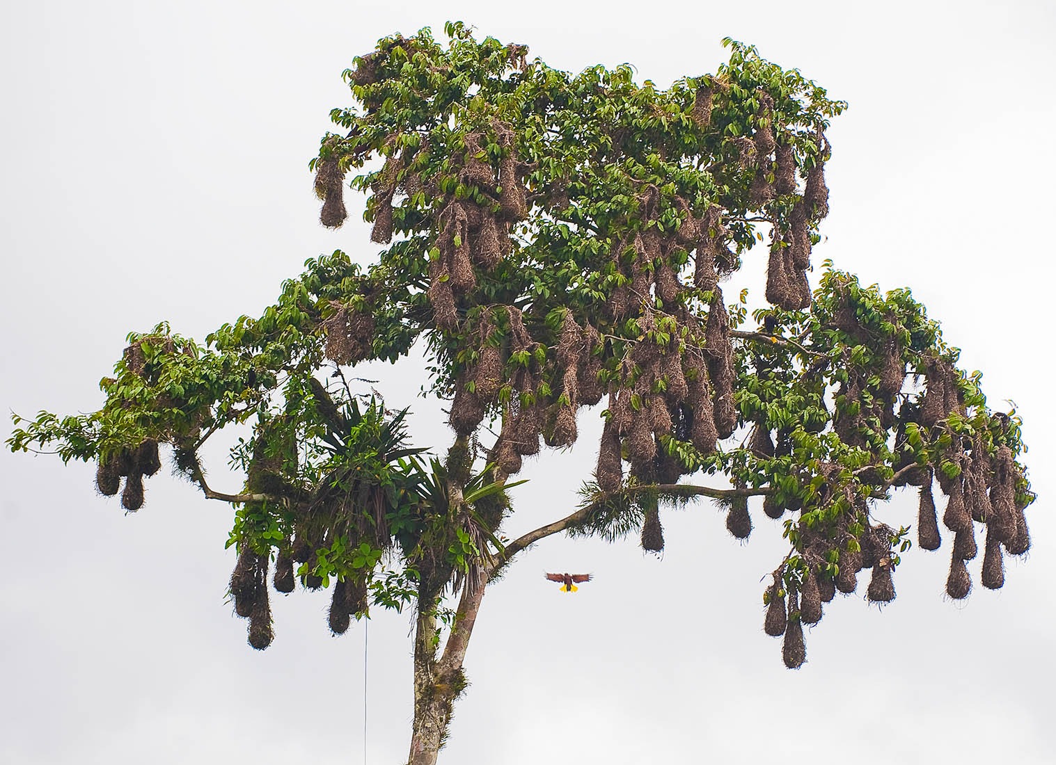 Costa_rica_wildlife_photo.jpg